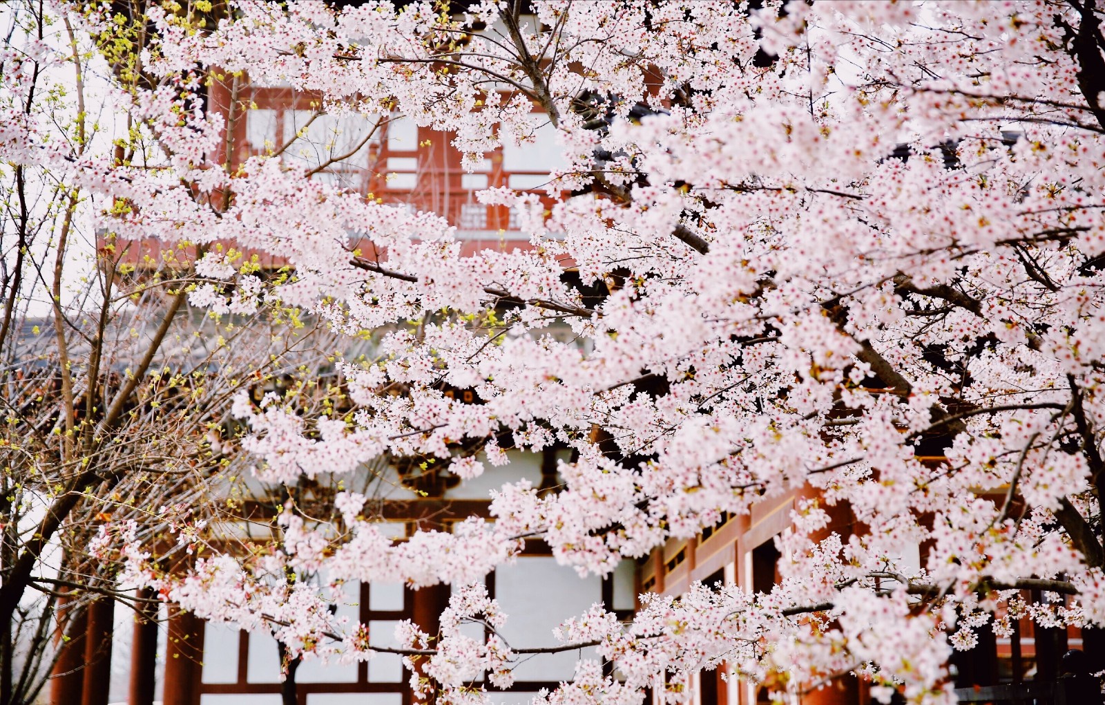 春满中国·醉西安&西安青龙寺樱花惹人醉!