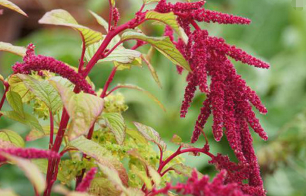 农村一种植物,苋菜中的极品,长长的红穗,你还舍得吃吗?