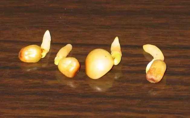 君子兰从种子长成幼苗, 绿萝扦插繁殖用海绵一插一个活