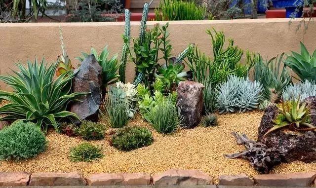 美爆了这可能是最全的多肉植物庭院景观让你心动不止一万次