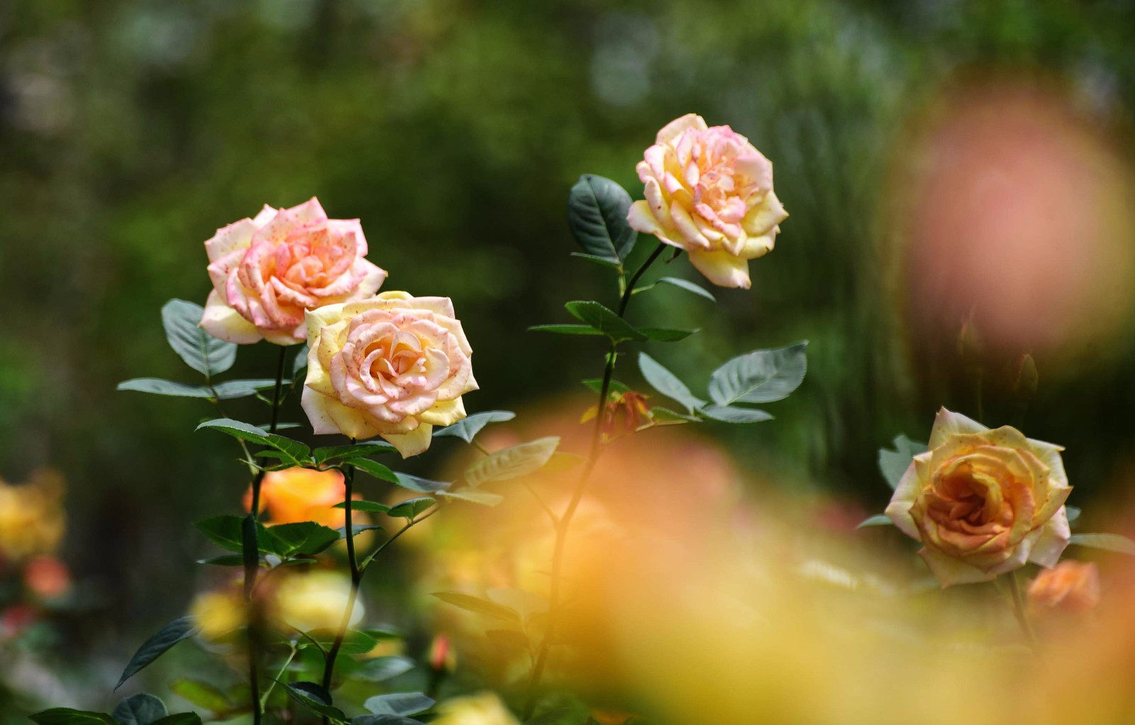 玫瑰园的花季,充满诗情画意,时尚浪漫温馨,闻香心旷神怡.