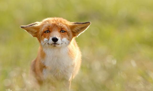 摄影师镜头下的野生阿狸,萌得不要不要的