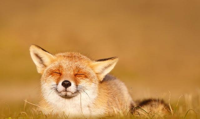 摄影师镜头下的野生阿狸,萌得不要不要的