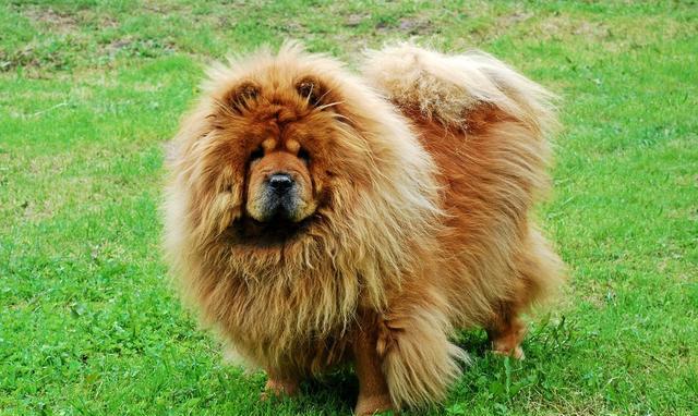 松狮犬的迷人魅力 三