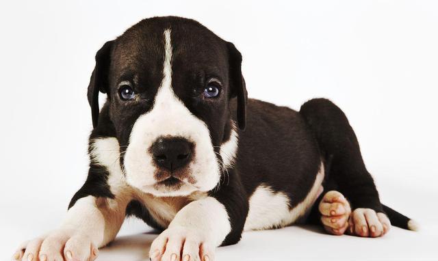 大丹犬幼犬训练中的注意事项