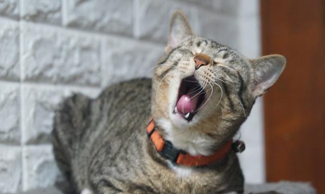 高冷傲娇的喵星人面对小鱼干的诱惑歪着脑袋小眼神满是不屑