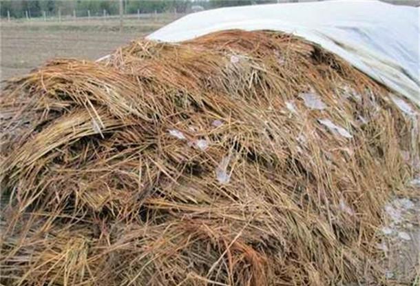 农村稻草堆了生出的美味, 是儿时的回忆