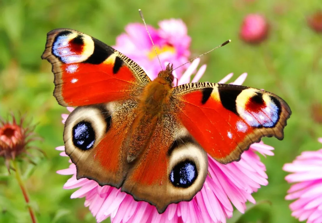 d,蝴蝶c,蝴蝶b,蝴蝶a,蝴蝶