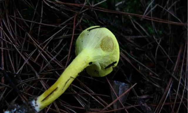 这种鸡枞够毒高压锅煮7天照样闹翻一窝云南人