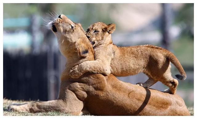 摄影师用镜头记录下动物妈妈与淘气娃的照片|天鹅船|瞌睡|淘气_新浪