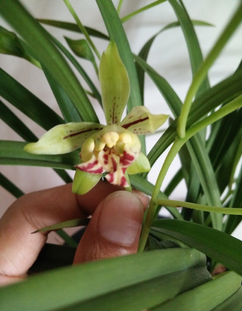 繁花似锦另类美,建兰四季兰梨山狮王