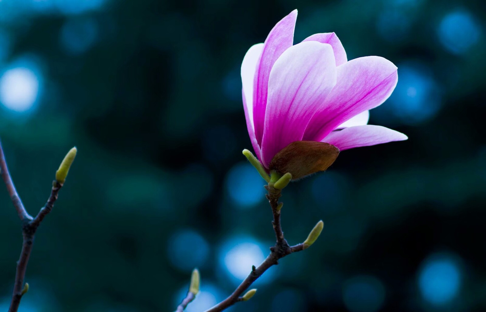 植物百科(四十一)玉兰|玉兰花|玉兰|柔毛|卵形|基部_新浪新闻