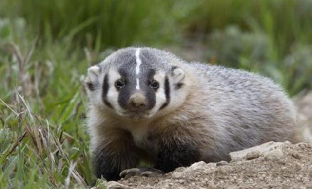 中国翻版的平头哥:农村里神奇的小偷,打洞吃蛇样样行!|平头|狗獾|洞穴