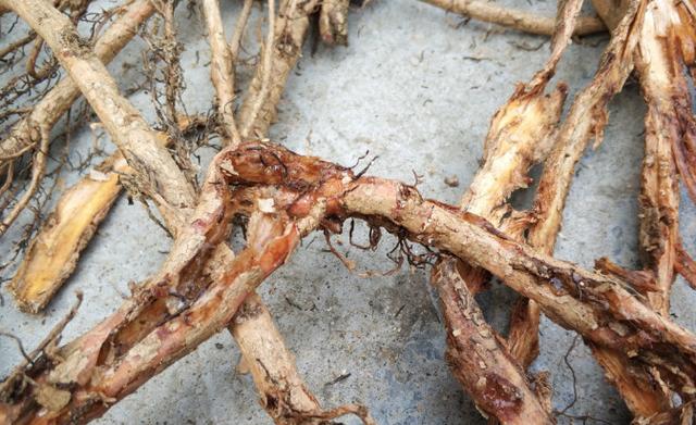 大叔在山里挖到这树根能卖好价钱三十年的树连同根能卖3000