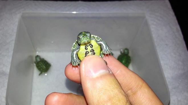 刚出生的小乌龟图片图片
