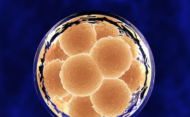 受精卵着床详细过程,11天都经历了什么?才能孕育宝贵的生命