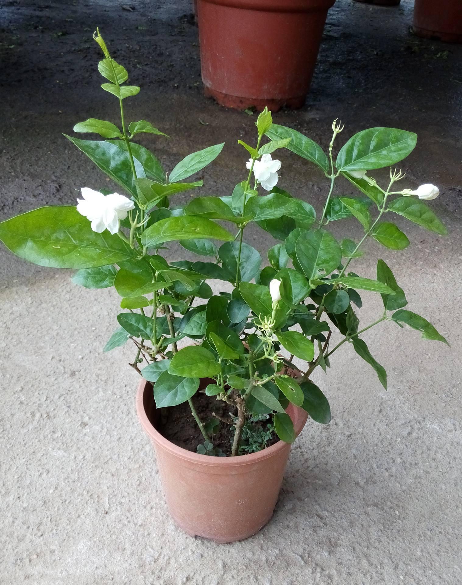 绝技|垂叶榕|植物_新浪新闻