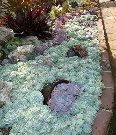 美爆了这可能是最全的多肉植物庭院景观让你心动不止一万次