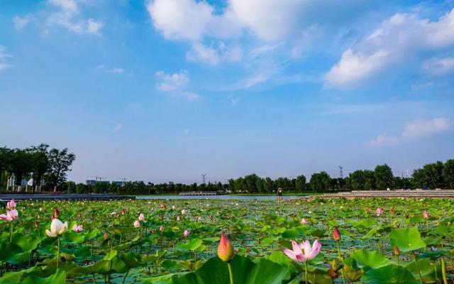 闻听三国事,每欲到许昌,魅力莲城,仿佛来到了西藏拉萨!