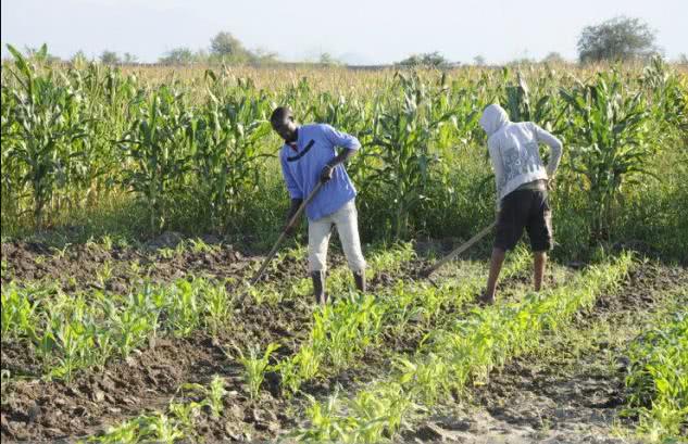 非洲人眼里的中国农民各个都是魔法师,贫瘠的土地上也能大丰收