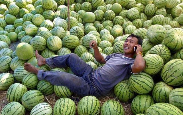 越南百万吨西瓜没人要,不过有人乐坏了!网友:"白眼狼"要凉凉!