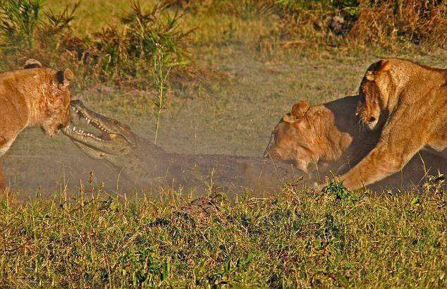 三头母狮围攻一只鳄鱼并最终将其杀死!