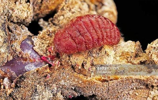 用胭脂虫尸体做口红原料?不要惊讶,越高档含量越多!