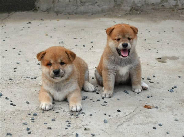 为什么同样是土狗日本的柴犬价格很高而中华田园犬不招人待见