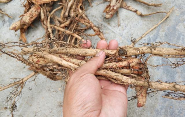 大叔在山里挖到这树根能卖好价钱三十年的树连同根能卖3000