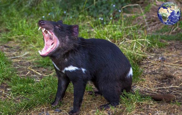 这种动物长得又像熊又像狗,浑身肌肉发达被人们称为大嘴怪
