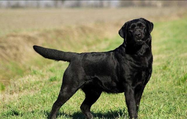 秋田犬上榜,德牧第2,第一伴着农村娃成长|罗威纳|拉布拉多|秋田犬