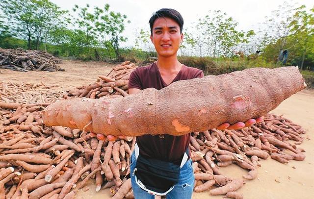 木薯的作用其实是很多的,除了上文说到作为高淀粉食物提供给人热量