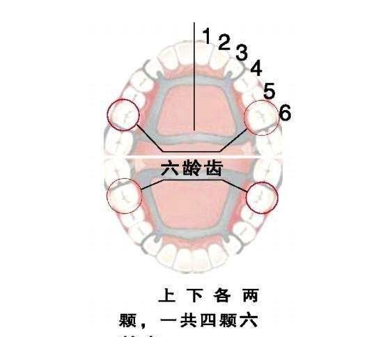 "六龄齿"很重要不替换,找准关键保护方法学起来|恒牙|牙齿|口腔_新浪