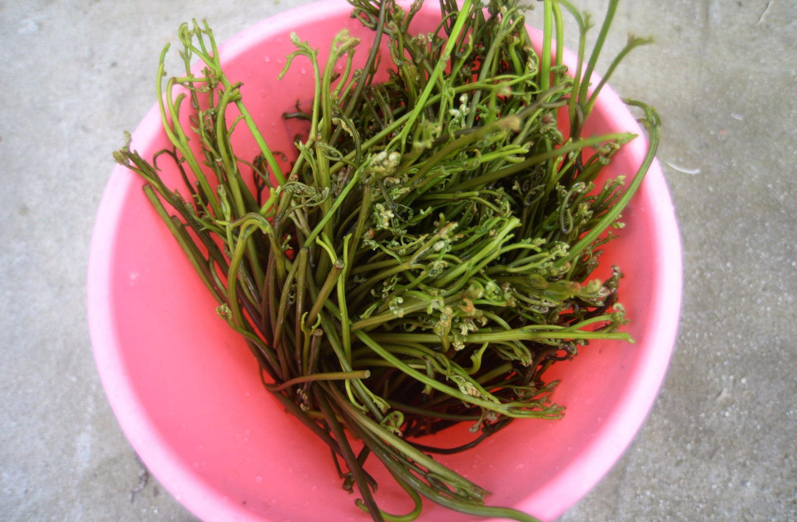 它是农村"野菜之王"被誉为"长寿菜" 过量食用却会致癌!