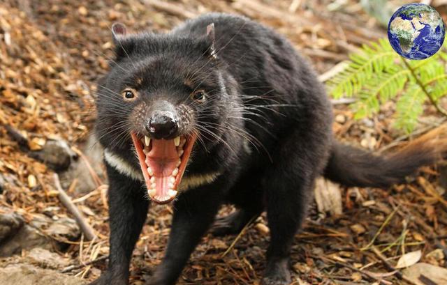 这种动物长得又像熊又像狗,浑身肌肉发达被人们称为大嘴怪|袋鼠|大嘴