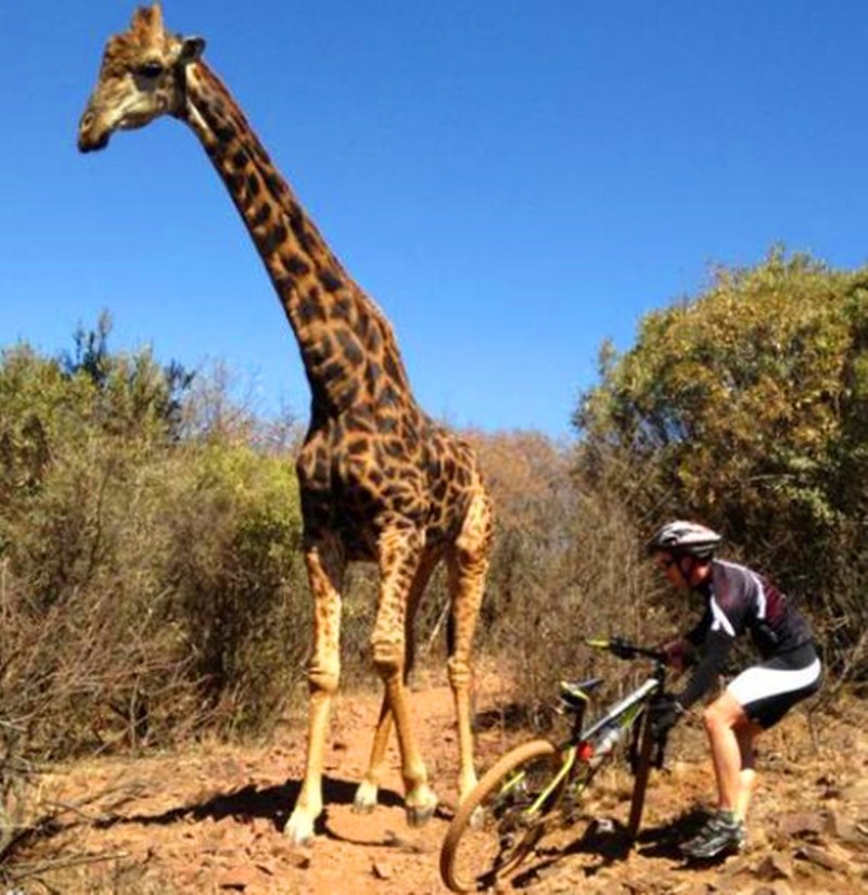 男子骑行偶遇长颈鹿,不料兴奋合影时惹怒了它,连忙扔下车跑_新浪看点