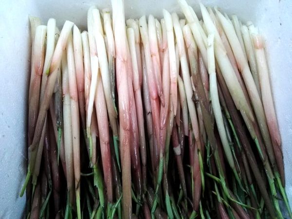 时间在农村生活的经历的话,可能我们说了也不知道这具体的是什么植物