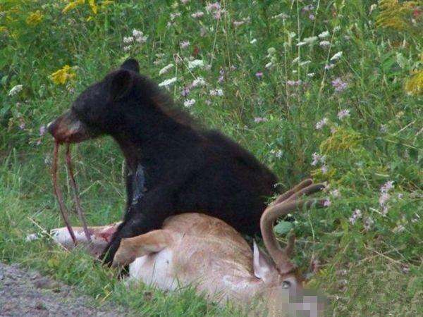 刚成年小黑熊猎杀一头麋鹿,方式凶狠直接将麋鹿肠子扯出