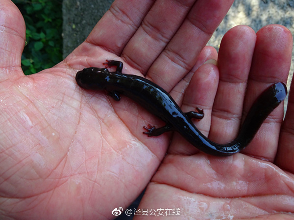 经蜀黍辨认,该四脚动物为体内有毒的东方蝾螈,而不是"娃娃鱼".