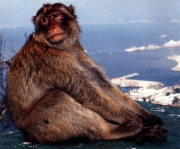 直隶猕猴,分布在中国北方的灵长目动物,曾经是中国分布最北的灵长类