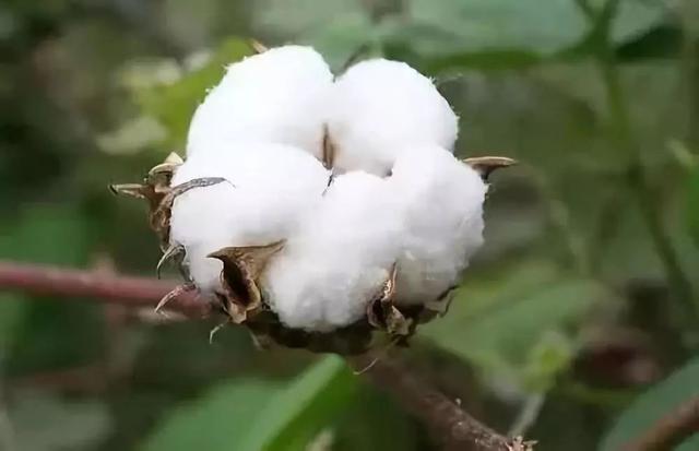 预测速看2018年新疆棉花开秤价能达8元公斤