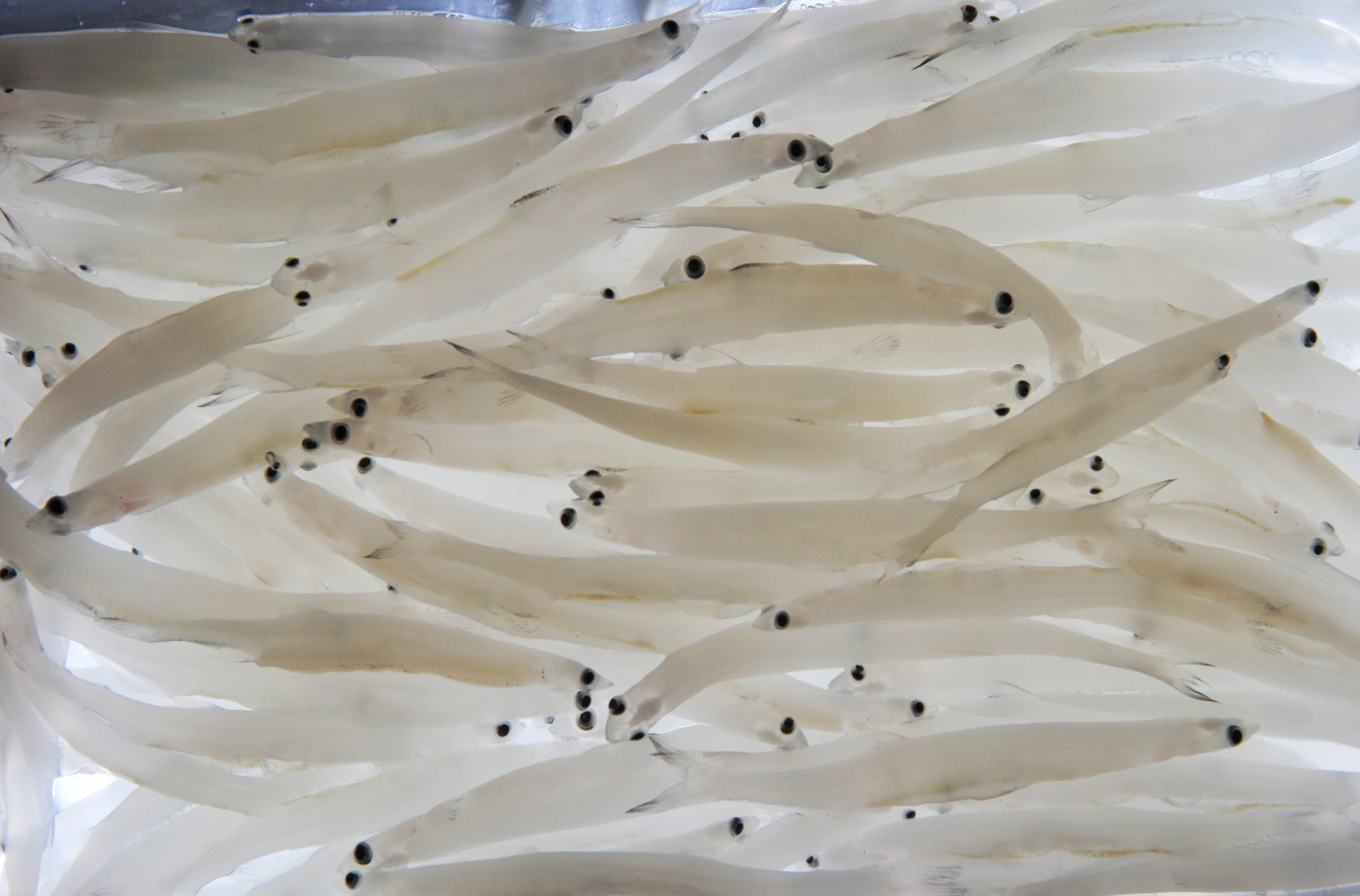 我爱太湖水更爱银鱼肥