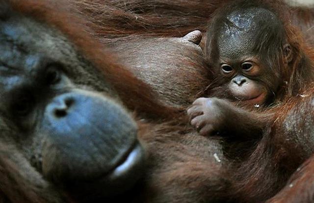 40岁母猩猩首次生孩子