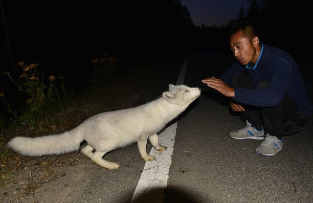 老汉用买粮钱救下一只狐狸,第二天狐狸报恩,救了老汉一命!