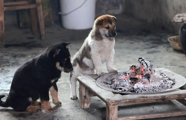 主人给狗狗烧柴火取暖,一瞬间就被围满!狗的表情看出一切!