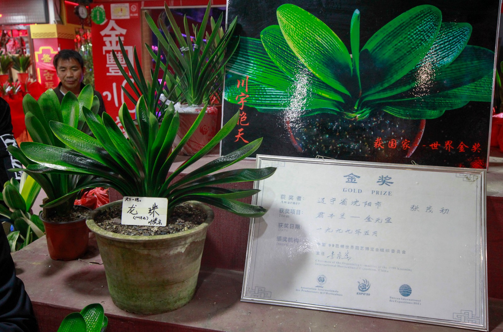 开眼了标价100万君子兰亮相沈阳引围观只敢远看不敢近摸