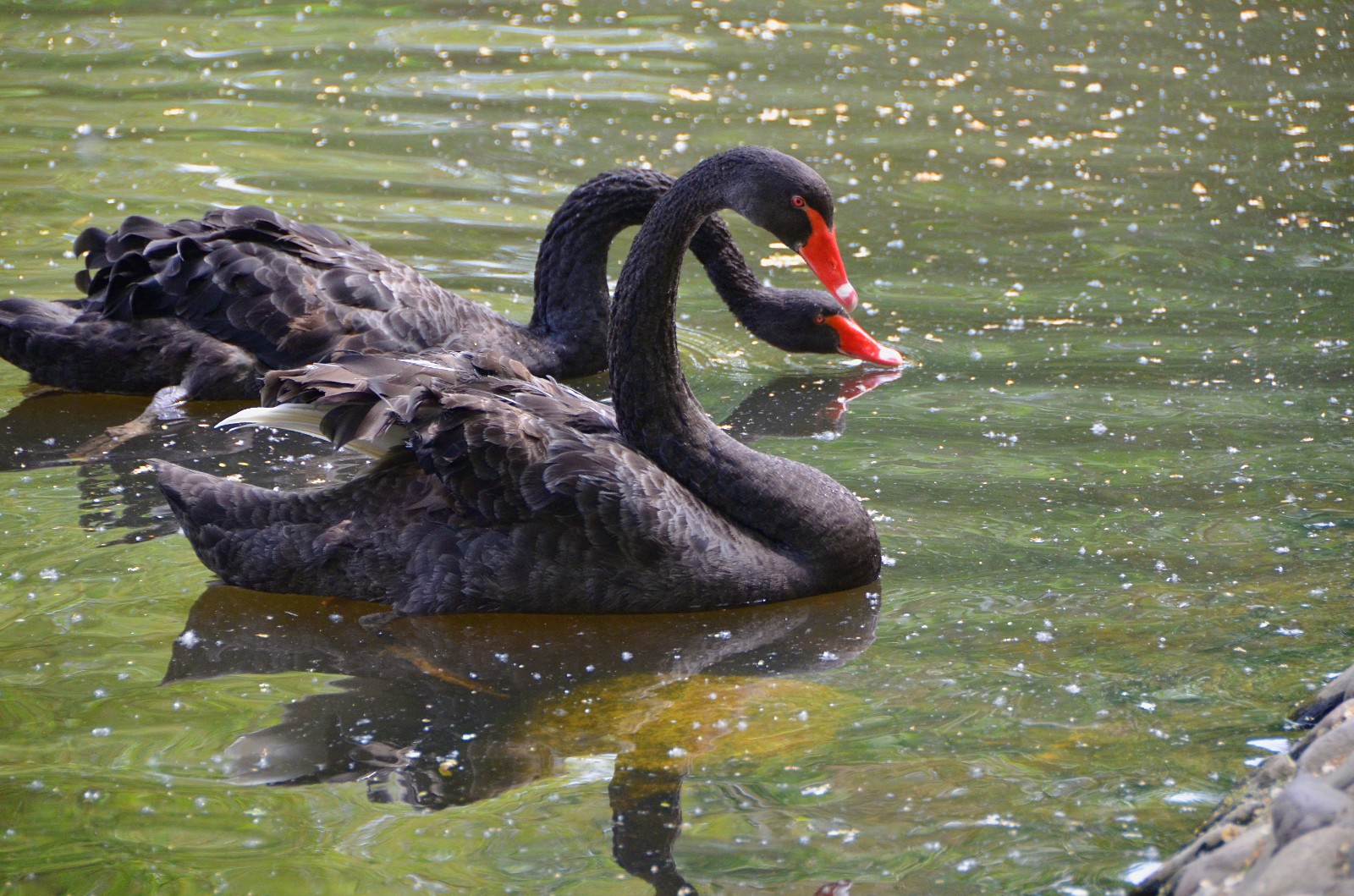 相依相伴的黑天鹅,拍于通辽市西拉木伦公园