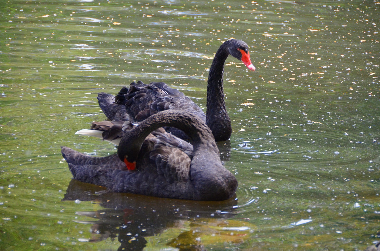 相依相伴的黑天鹅,拍于通辽市西拉木伦公园