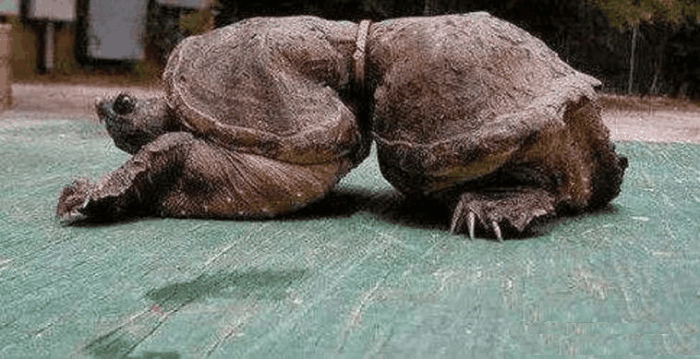 男子捡到一只畸形乌龟, 仔细一看原因, 让他莫名一阵心痛