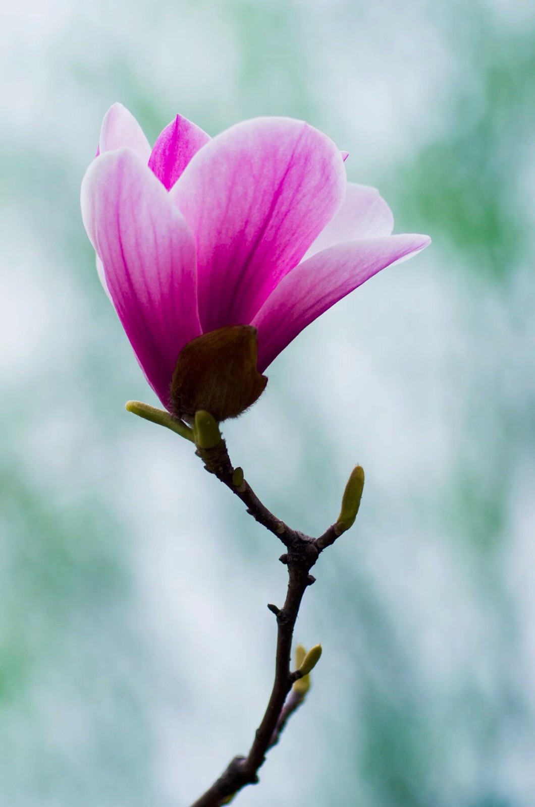 玉兰又名白玉兰,木兰,玉兰花,望春,辛夷花,为木兰科木兰属落叶乔木.